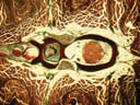 Scyliorhinus canicula