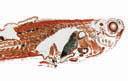 Poecilia reticulata Endler