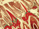 Pelvicachromis pulcher